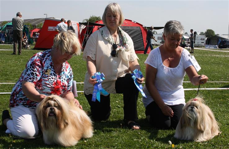 Shih Tzu Danmark